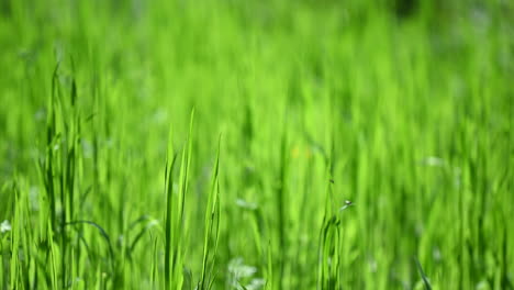 sunny grass abstract background spring  in the europe