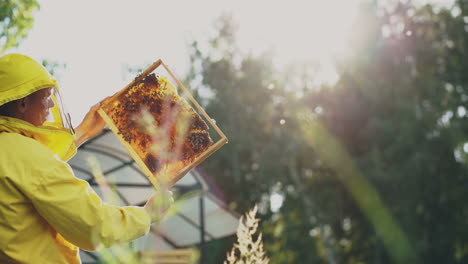beekeeper inspecting honeycomb