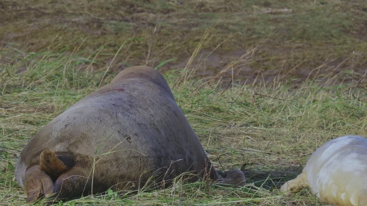 대서양 회색 해파리 번식 시즌,  ⁇  털로 태어난 새끼, 엄마들이 따뜻한 11 월 저녁  ⁇ 빛에서 양육하고 유대감을 형성합니다.
