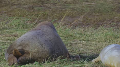 Brutzeit-Der-Atlantischen-Kegelrobben,-Neugeborene-Welpen-Mit-Weißem-Fell,-Mütter,-Die-Sich-In-Der-Warmen-Abendsonne-Im-November-Umsorgt-Und-Sich-Um-Sie-Gekümmert-Haben