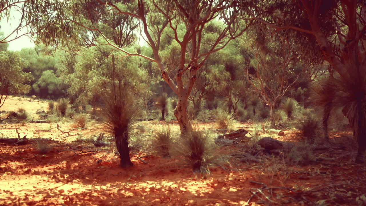 la selva australiana iluminada por el sol muestra la flora nativa en colores vibrantes