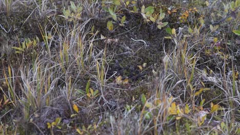 animal droppings in a tundra landscape