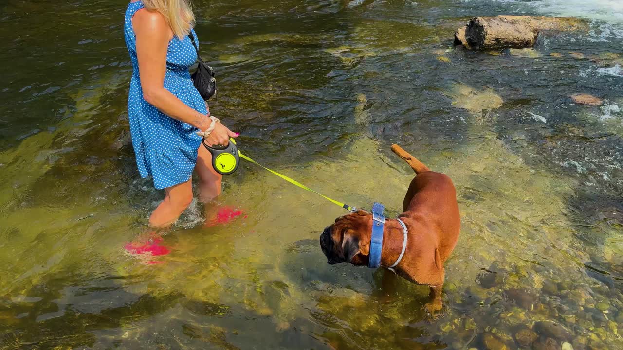 A lady and her dog are having fun in the water of a small mountain river