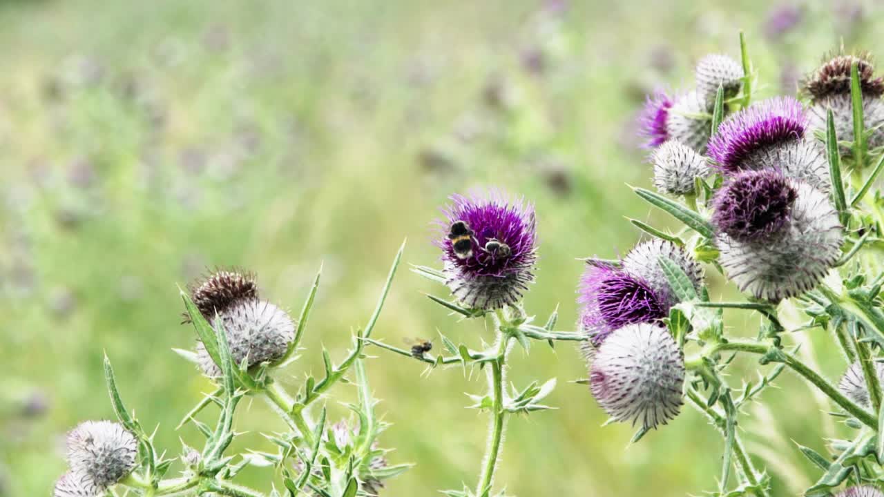 cierre en cámara lenta de las abejas aterrizando y despegando de las flores en un campo de verano de cardo púrpura hd