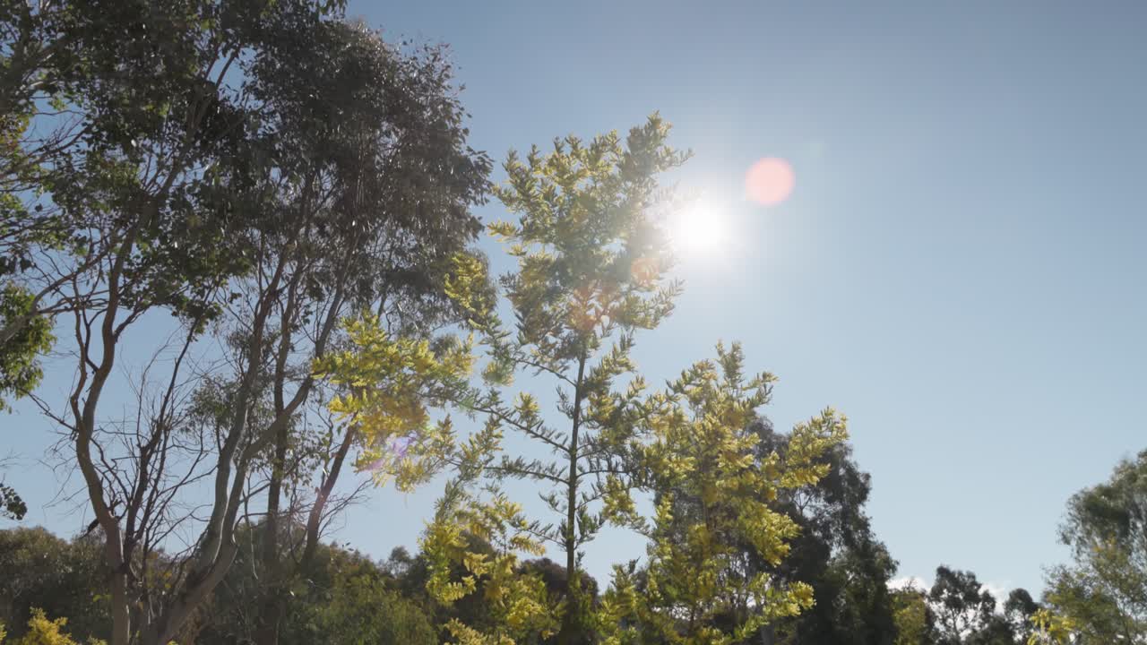 Vibrant golden wattle blossoms at peak flowering, symbolizing springtime in Australia