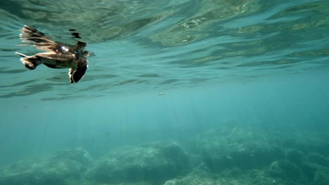 lots of beautiful sea turtles calmly swimming in the turqoise blue ocean