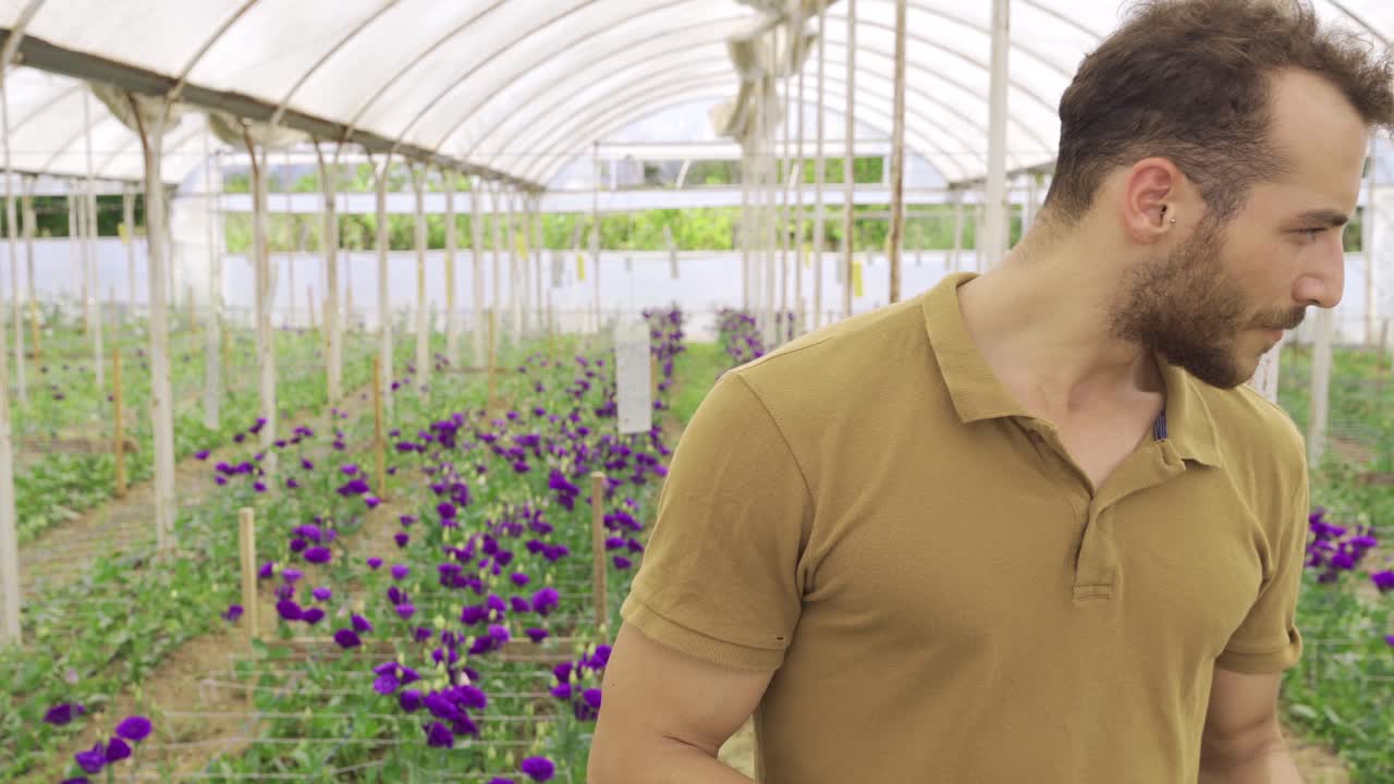 온실에서 보라색 장미를 생산하고 재배합니다.