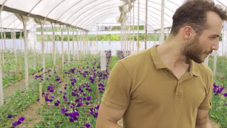 producción y cultivo de rosas púrpuras en el invernadero.