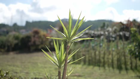Bright green plant in focus with blurred natural landscape in the background