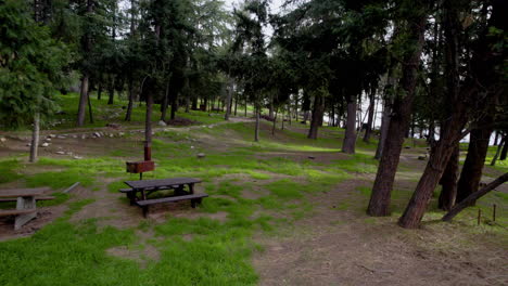 A-drone-shot-of-picnic-tables-in-a-dense-forest-at-golden-hour