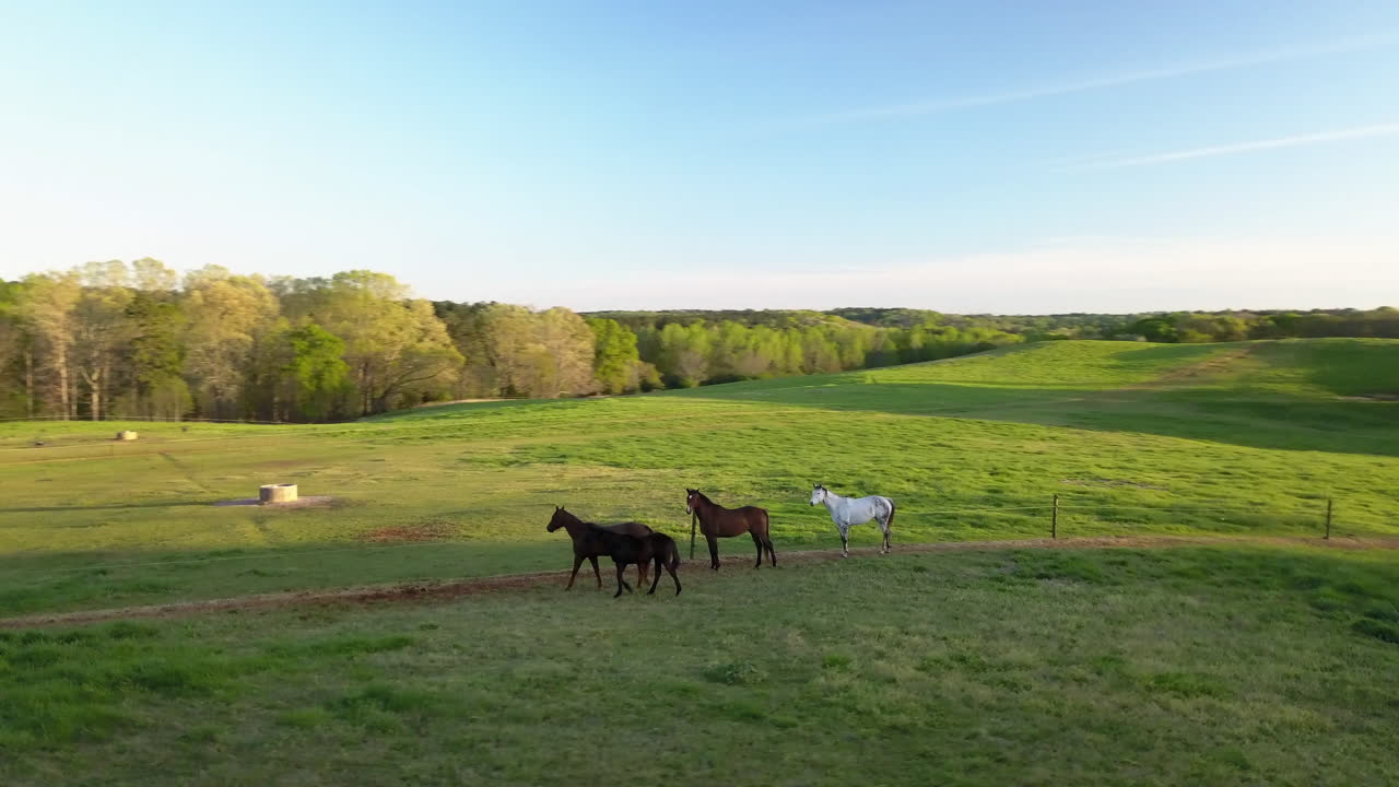 Orbiting aerial view of horeses in a green pasture in spring - low evening sun with lens flare