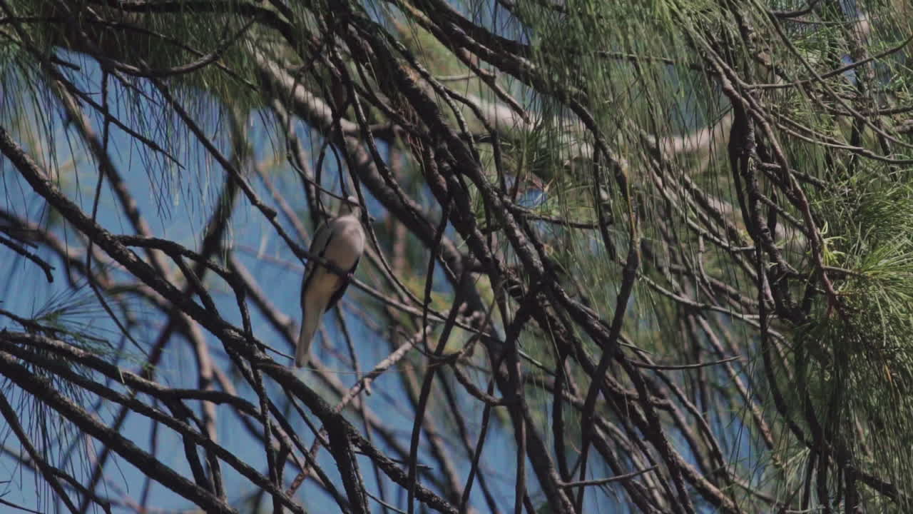 Grey roller rolinha bird sitting on tropical tree.