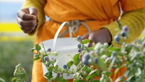 worker picking blueberries in blueberry farm 4k