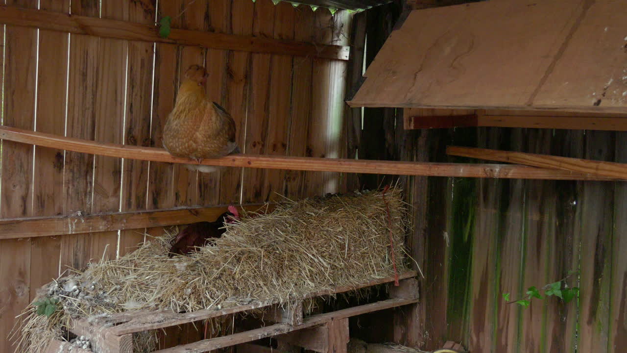 три курицы в курином домике отдыхают