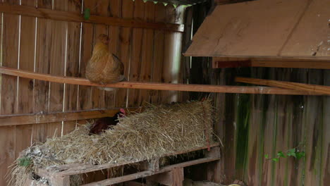 tres pollos dentro de una gallina relajándose