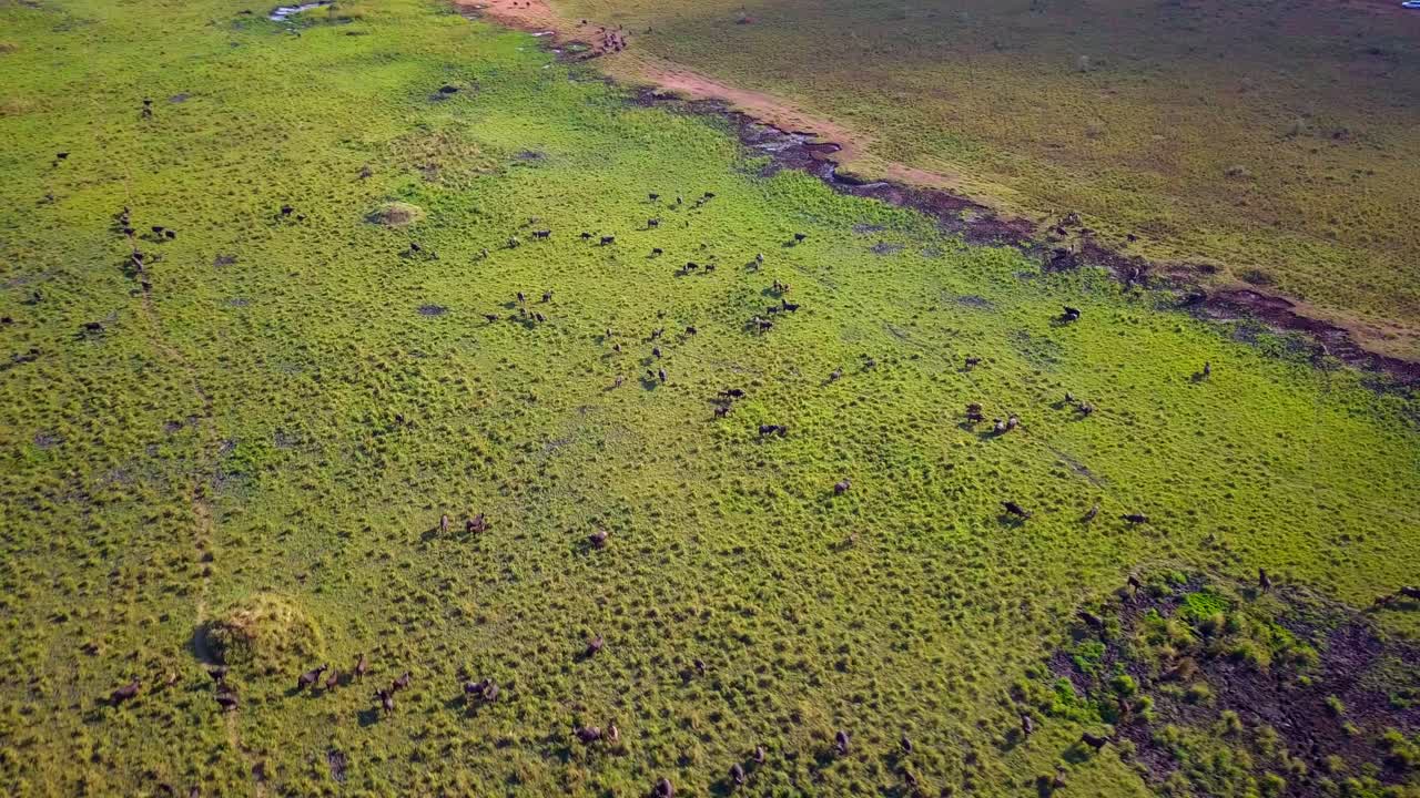 Capturing an aerial view of a vast herd of African buffaloes grazing peacefully in the sun-drenched savanna of Kidepo Valley National Park, Uganda, showcases the beauty of wildlife