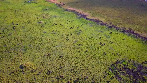 capturing an aerial view of a vast herd of african buffaloes grazing peacefully in the sun-drenched savanna of kidepo valley national park, uganda, showcases the beauty of wildlife