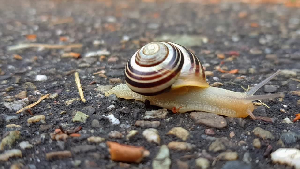 vista estática del caracol de jardín arrastrándose sobre suelo duro rocoso a través del marco