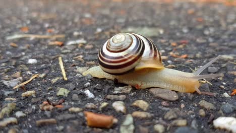 Vista-Estática-Del-Caracol-De-Jardín-Arrastrándose-Sobre-Suelo-Duro-Rocoso-A-Través-Del-Marco