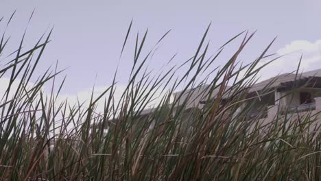 tall grass with a resort building in the background