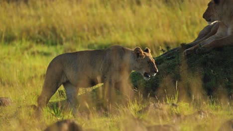 slow motion shot of african wildlife in maasai mara national reserve, female lion lioness prowling in the low sun sunset, kenya, powerful africa safari animals in masai mara north conservancy