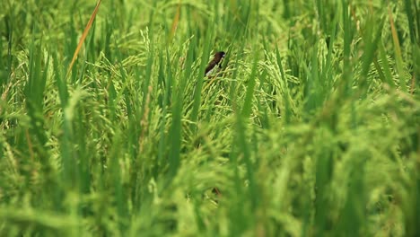 a sparrow among the verdant rice trees seen from a close distance, with selective focus, little blur and noise clip