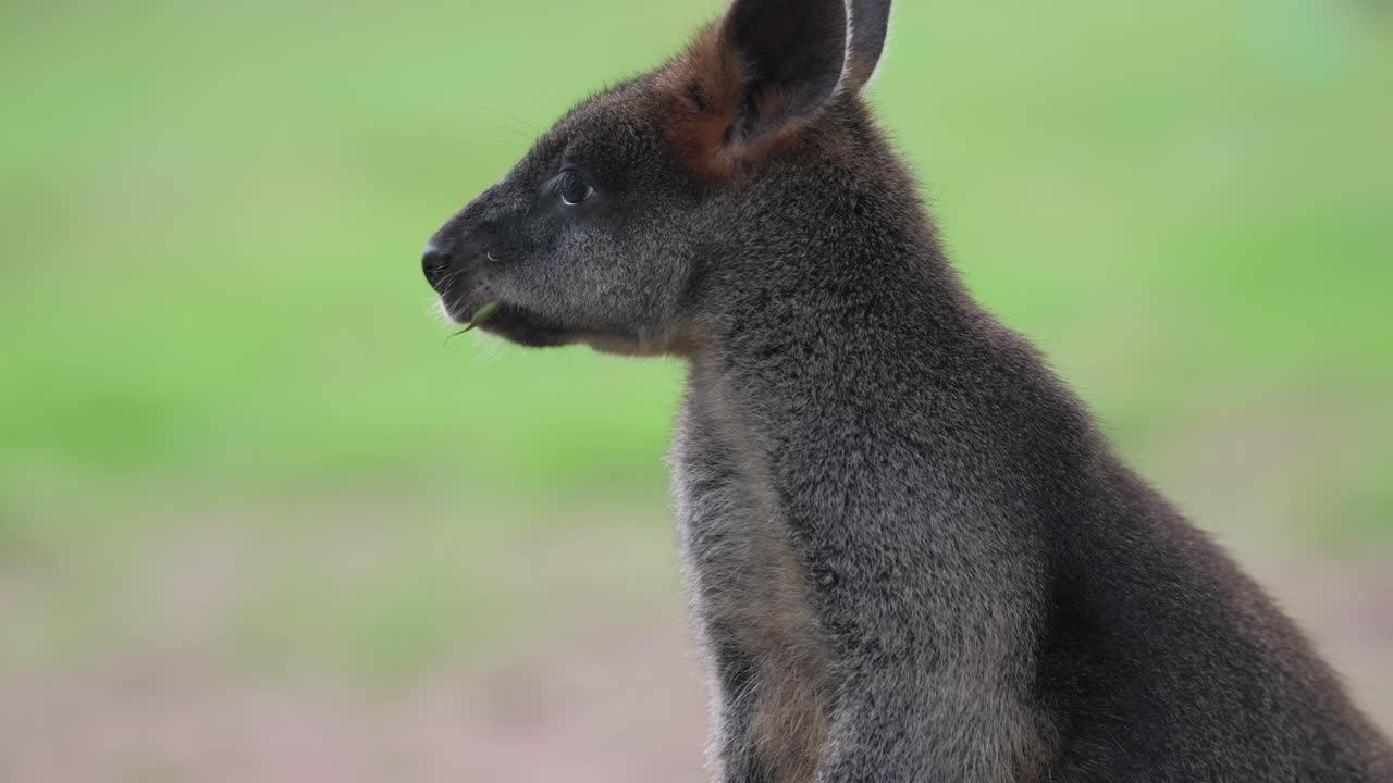 Extreme close-up brown kangaroo eating and chewing outdoors, telephoto