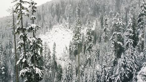 Aerial-Logging-Cut-on-Vancouver-Island,-Canada