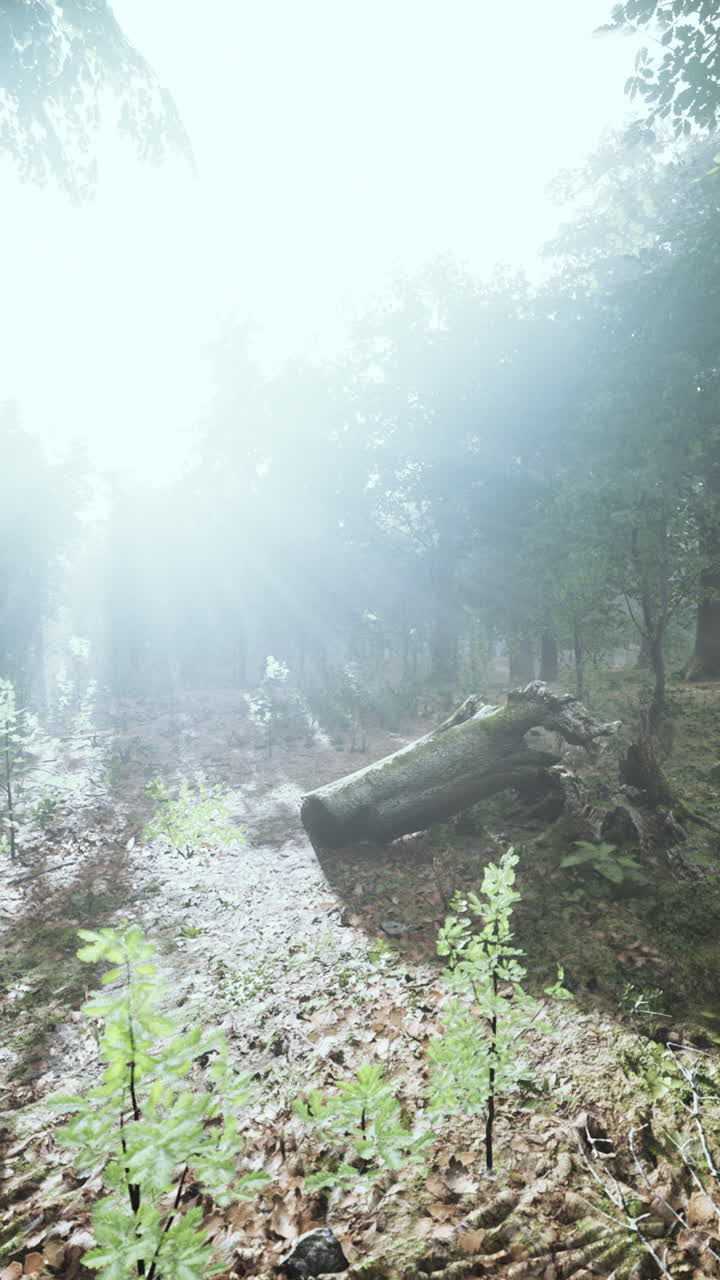 숲 속 의 안개 를 통과 하는 빛