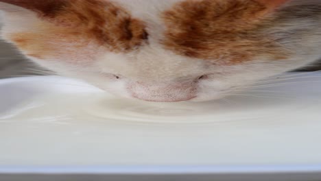 close-up of a cat drinking milk from a bowl