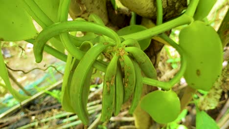 primer plano de las vainas de vainilla que crecen en la planta de orquídea trepadora en los trópicos