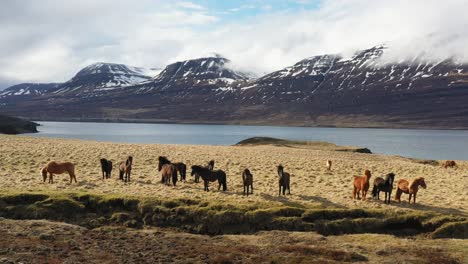 Toma-Aérea-De-Una-Manada-De-Caballos-Salvajes-Con-Montañas-Cubiertas-De-Nieve-En-Islandia.