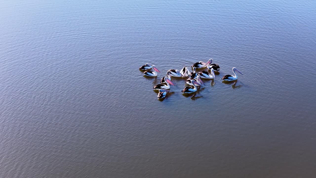 A group of pelicans drifts together on a tranquil lake, captured from above in soft natural light with a steady, high-angle aerial perspective