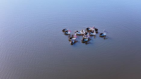 a group of pelicans drifts together on a tranquil lake, captured from above in soft natural light with a steady, high-angle aerial perspective