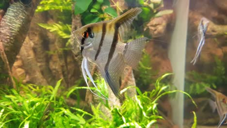 handheld footage of the manfish-angelfish moving around inside the aquascape aquarium