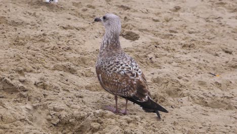 Single-Seagull-stands-on-a-sandy-beach-of-Baltic-Sea