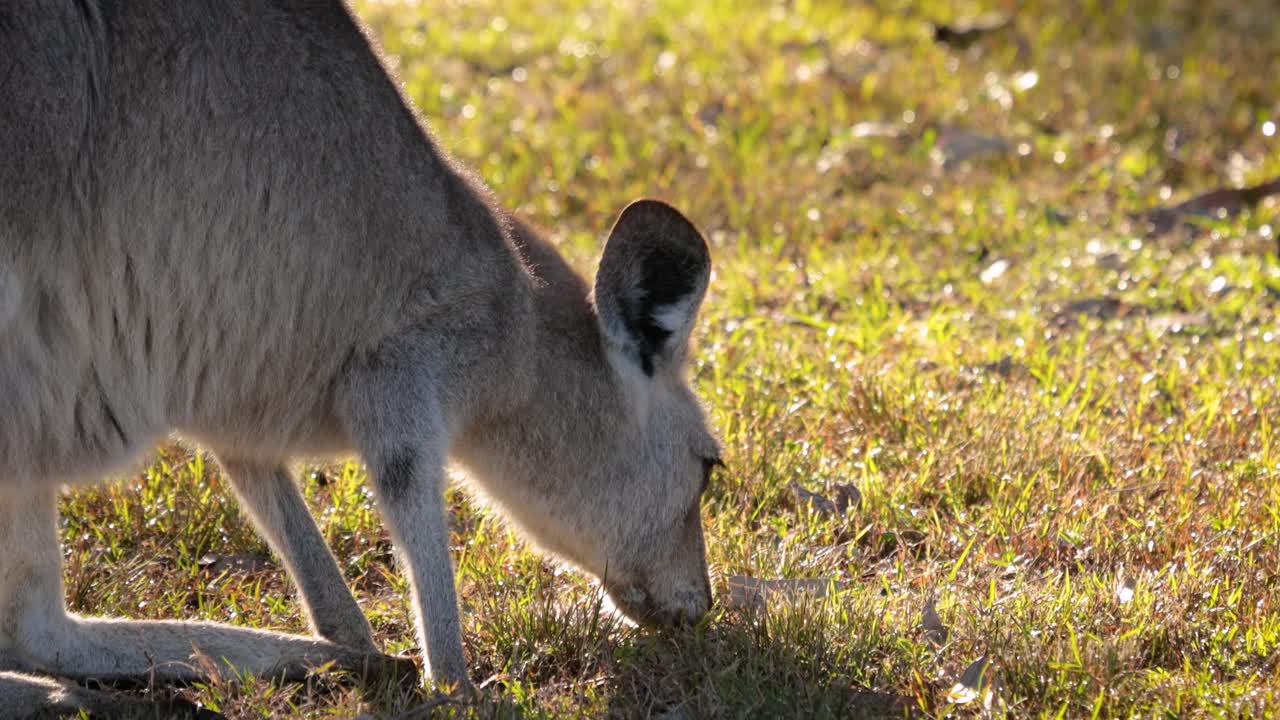 Close shot Eastern Grey kangaroo feeding in morning sunshine, Coombabah Lake Conservation Park, Gold Coast, Queensland