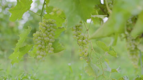 wine grape vines with growing grapes in souther canada in early-late summer being blowned in light breeze