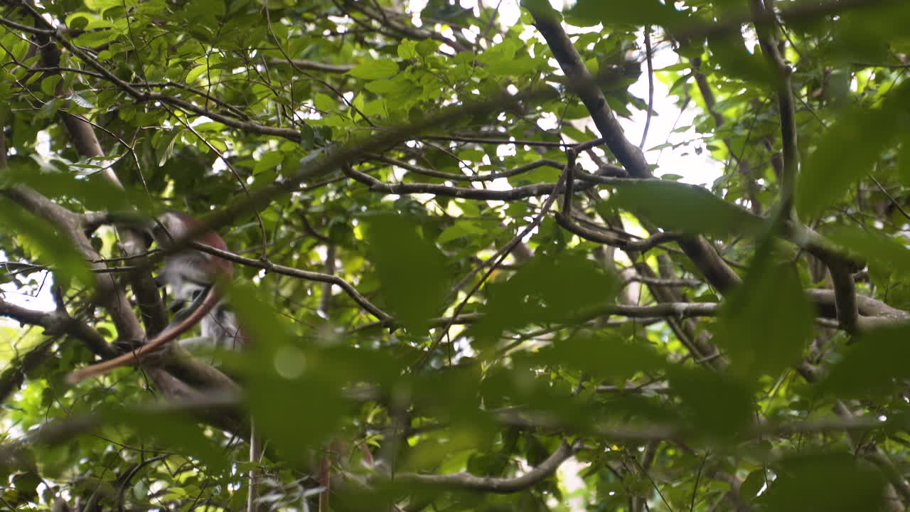 Zanzibar red colobus monkey jumping from one tree branch to another