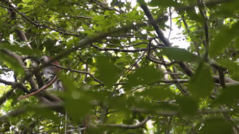 zanzibar red colobus monkey jumping from one tree branch to another