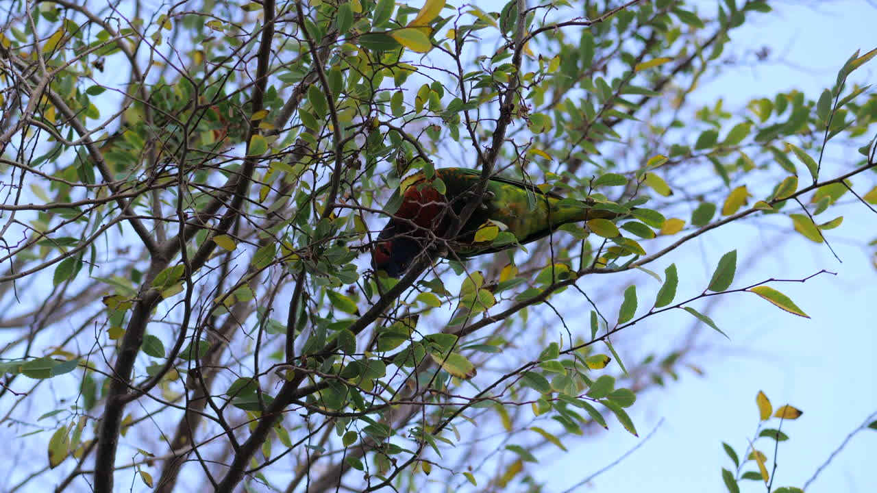 lorikeet arco iris colgando al revés para alimentarse de gumtree, en cámara lenta