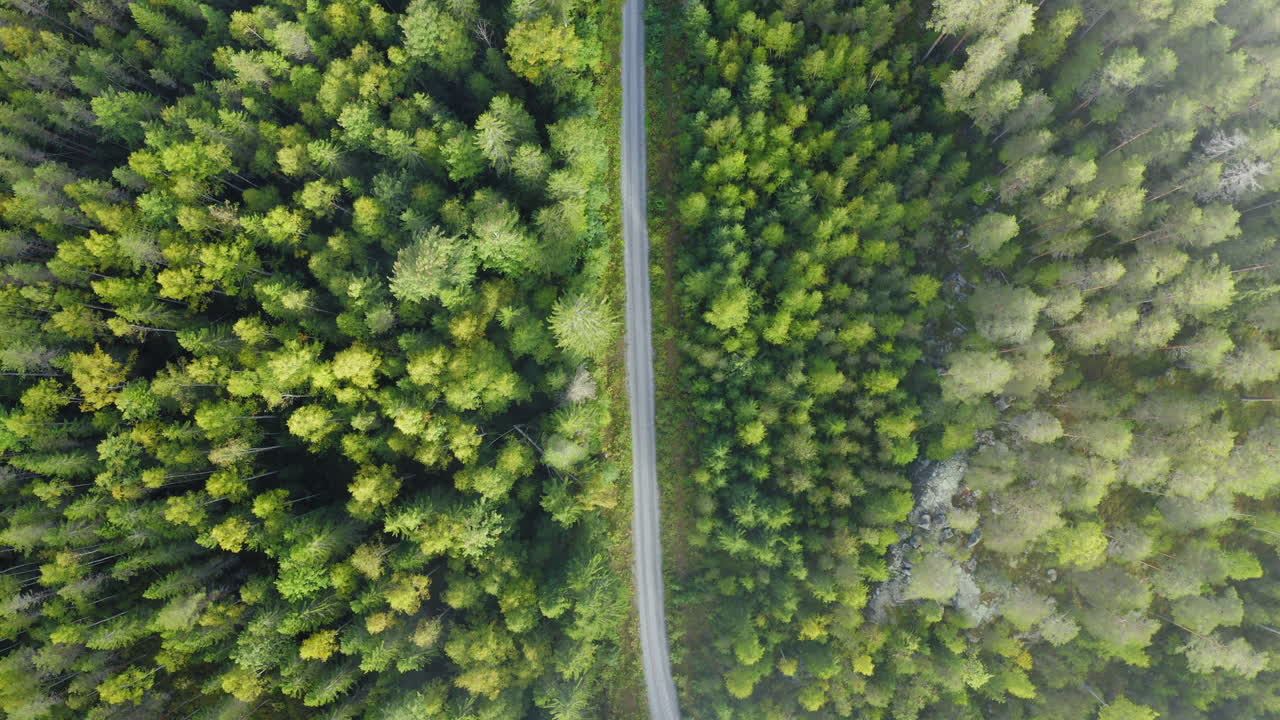 vista aérea de aves no tripuladas del camino de ripio en medio de un bosque
