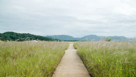 Chinesisches-Silbergrasschilf-Im-SMG-Saemangeum-Umwelt-Ökokomplex---Hineinschieben