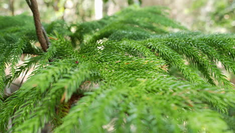 Macro-tracking-shot-of-branch-of-columnar-pine-on-Isle-of-Pines,-New-Caledonia