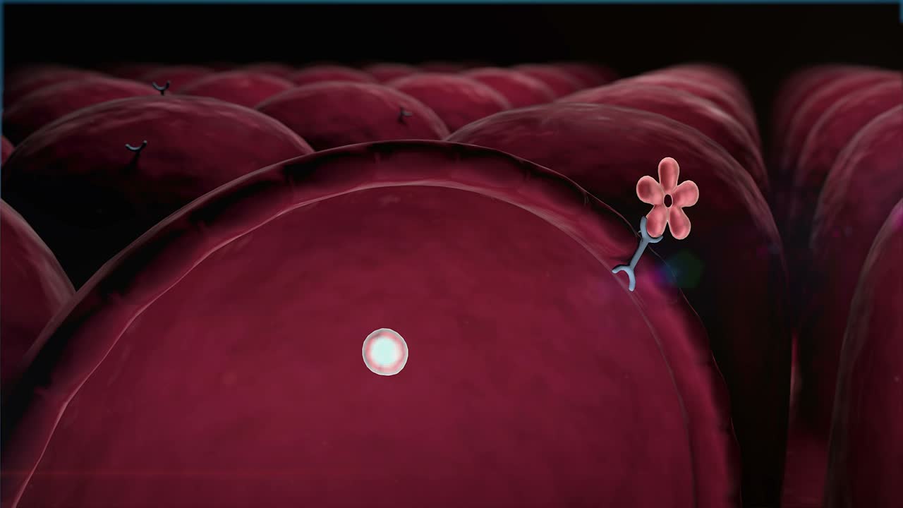 인간 인린, 분자의 구조