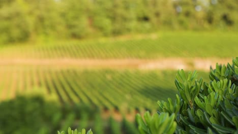 lush vineyard with greenery in the foreground