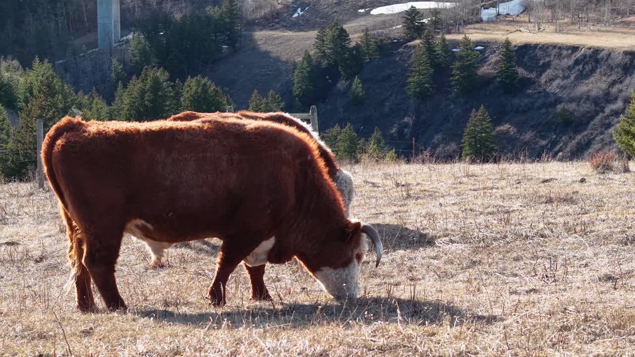 Una mucca marrone pascola in un pascolo aperto con alberi di conifere e colline distanti nella campagna del Montana.