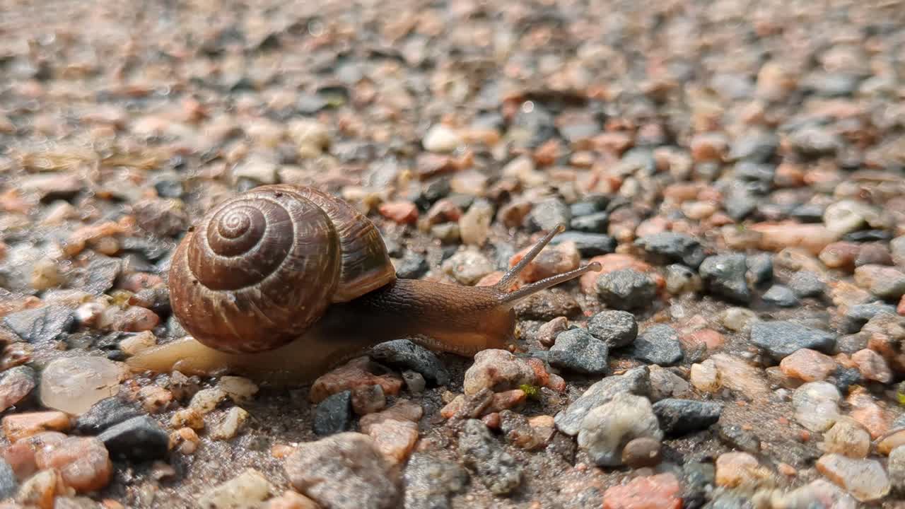 Land snail with shell crawling slowly in path, moving tentacles, close up