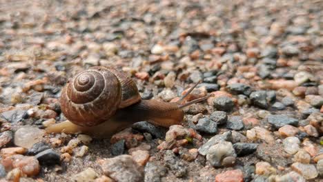 land snail with shell crawling slowly in path, moving tentacles, close up