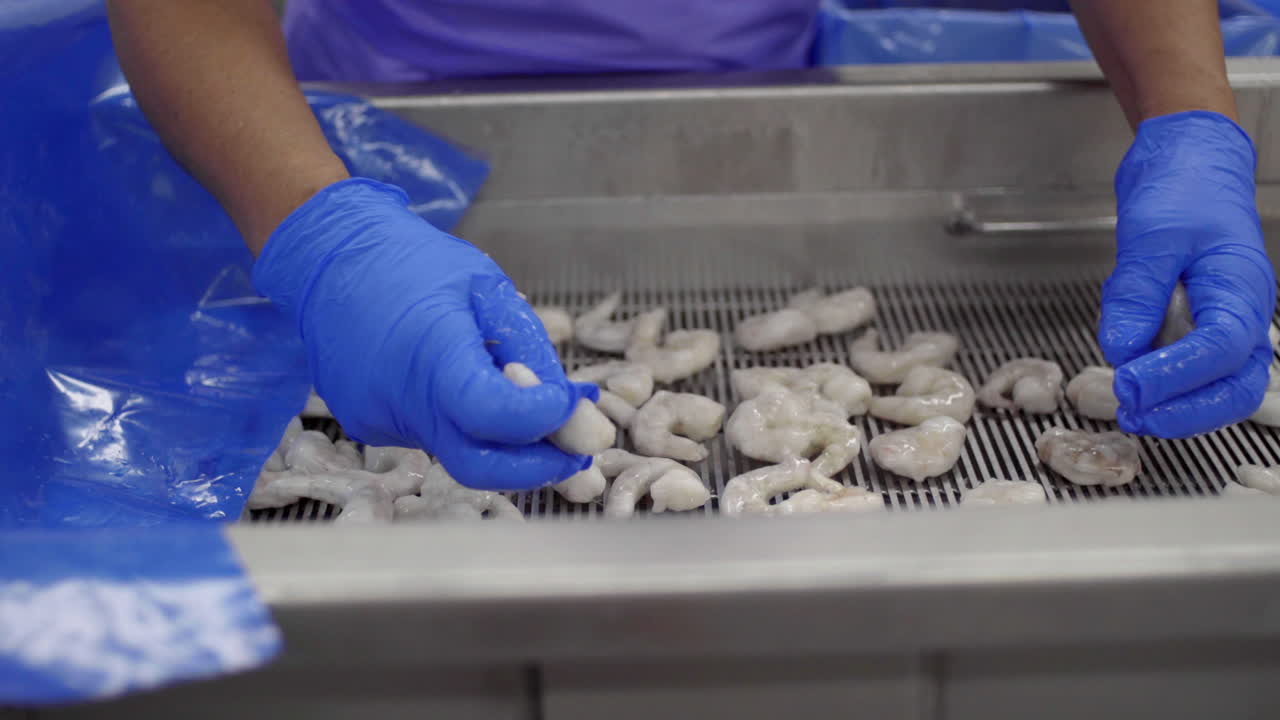 Shrimp being processed in a food processing plant